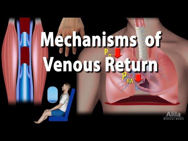 Mechanisms of Venous Return, Animation