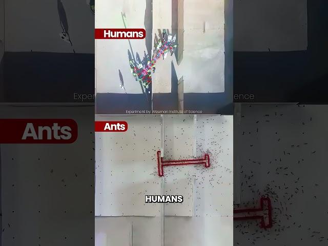 Ants Vs Humans: Problem Solving Skills 