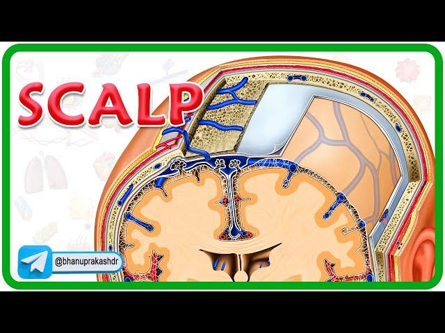Scalp Anatomy Animation : Head and Neck Anatomy Animations