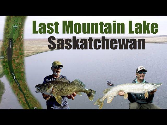 Monster Fish Caught at Last Mountain Lake