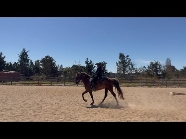 Rocky Mountain Horse Gaits -The Difference Between The Pace and The Saddle Gait - Gaited Horses