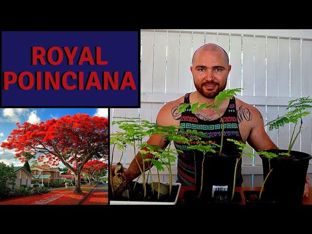 Growing Royal Poinciana From Seed Part 3 | And a Bench Tour of my Bonsai