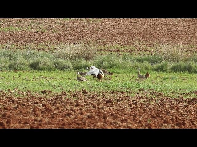 Great bustard, Otis tarda