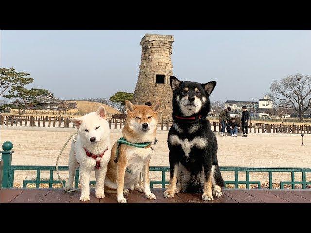 강아지 세마리와 수학여행을 간다면?! [시바로그 in 경주]