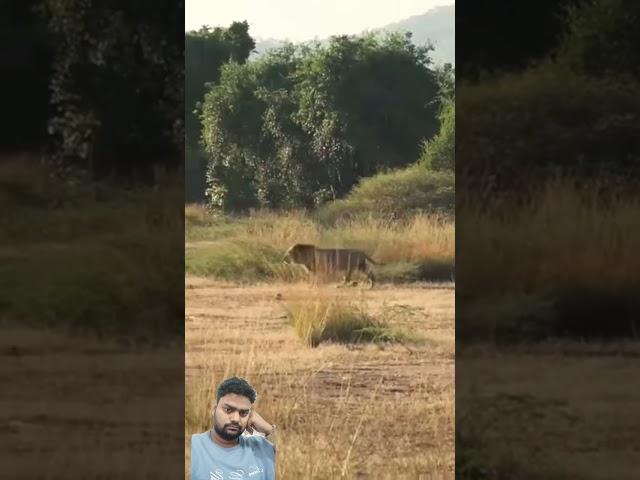 Lion dropped by shoot #hunting #lionsofafrica #wildlife #animals #dog #wta  #lion #shorts