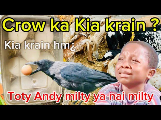 Crow ka Ilaj btaen andy utha kr ly jata hai  | ando ko hawa lagwana zarori hai Kia ?