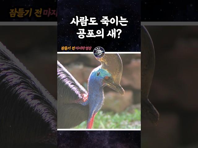 사람을 해치는 공포의 새? #shorts