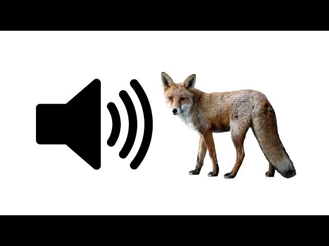 Fox - Sound Effect | ProSounds