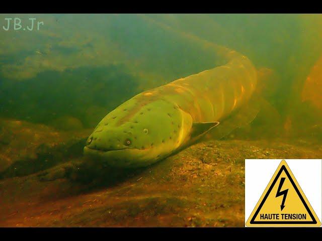 Electric eels hunting in packs by night // Anguilles électriques //Surinam