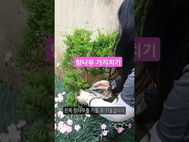 정원 한쪽 향나무심고 가지치기후 삽목도 good  #더더힐링정원