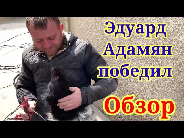 Эдуард Адамян победил. Обзор на три видео Семьи Адамян