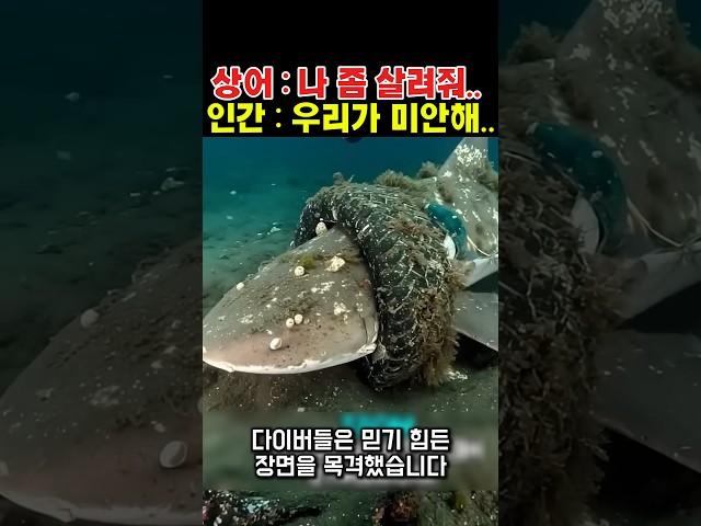 타이어에 갇힌 상어... 인간은 미안하다고 말했다.