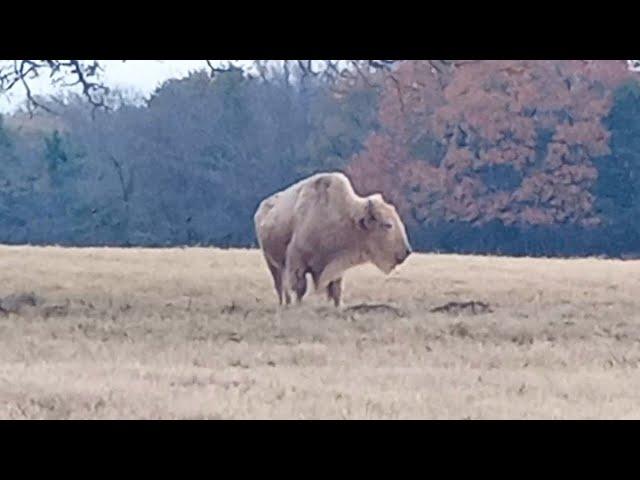 Blonde Buffalo by Lily of the Outdoor Smiths