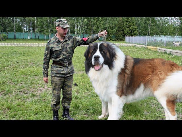 Moscow Watchdog - Gentle Giant and Powerful Protector