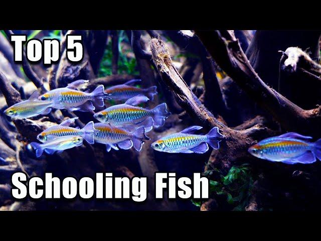 Top 5 Schooling Fish in The WORLD!