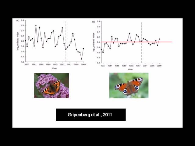 S.bella and small tortoiseshell. Podcast breakdown