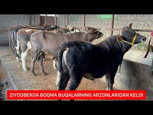 BOQMA BUQALARNING ARZONLARI KELDI.