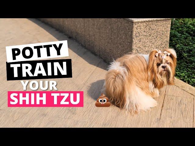 How to Potty Train your Shih Tzu Puppy? (THE RIGHT WAY)