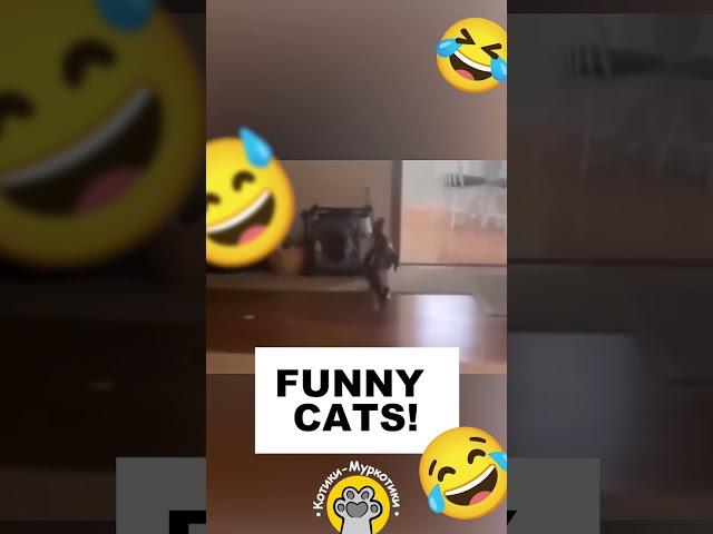  Funny CATS !!!    #animals #cats #funnycats #pets #funnypetvideos