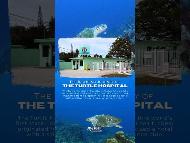 The Inspiring Journey of the Turtle Hospital in Marathon, Florida. #History #floridakeys #seaturtles