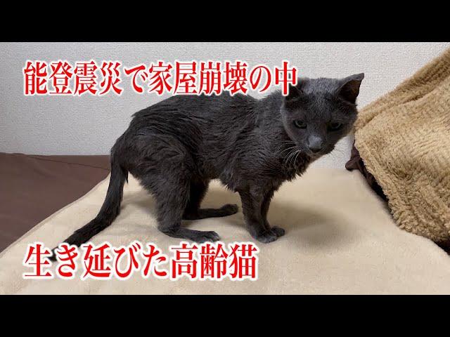 【幸せのお届け】お届け先には輪島から避難してきたお母様と猫ちゃんがいました