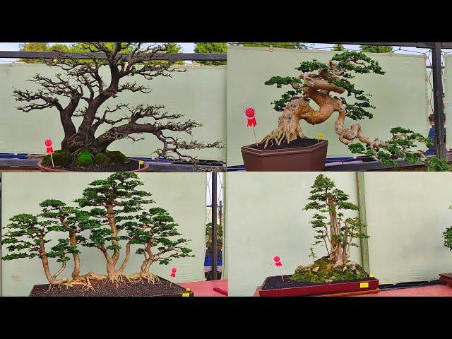 Kumpulan Bonsai Terbaik, Bonsai Sancang,Bonsai Santigi, Bonsai Anting Putri, Bonsai Serut, Kimeng