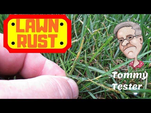 Lawn Rust Fungus | Perennial Rye Grass | Orange Powder Stain