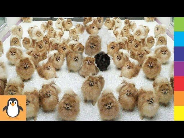 4 Pomeranian Lovers ‍ Funny and Cute Pomeranian Dogs Videos Compilation