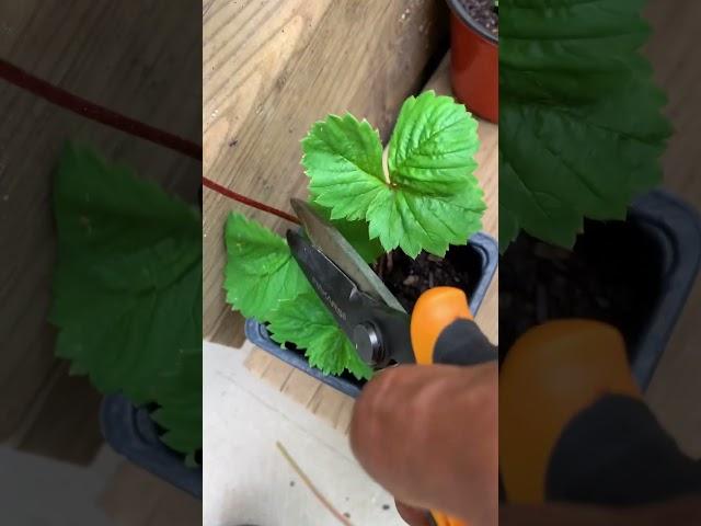 Grow unlimited strawberries #shorts #strawberry