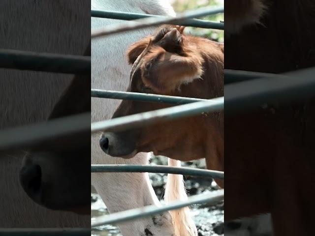 Baby's First! #pbr #rodeo #buckingbull #cowboys #bull #bullriding #ranching #ranch #vlog #livestock