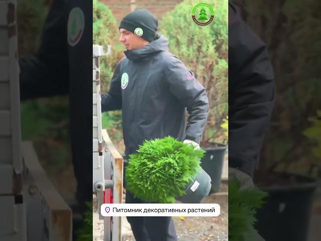 Полезные советы от питомника декоративных растений «Зеленый берег» г.Ростов-на-Дону, Левобережная 19