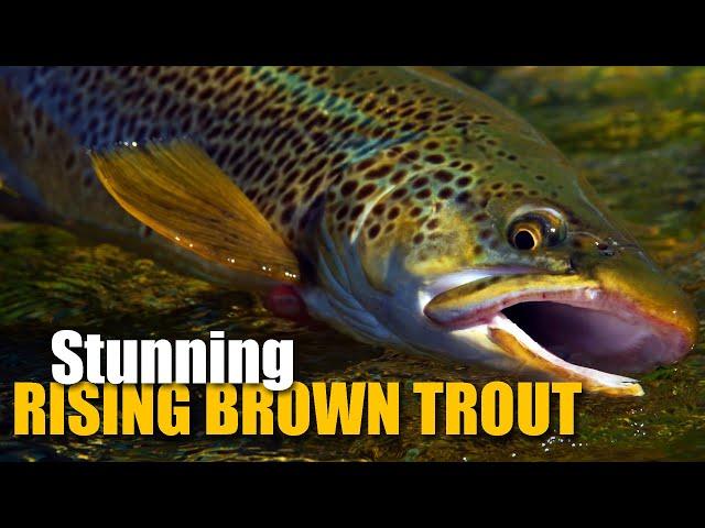 Dry Fly Fishing for 2 LARGE, RISING brown trout