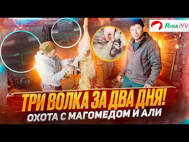 Три волка за два дня! Охота в Дагестане с Магомедом и Али. Охота на волков напавших на аул.