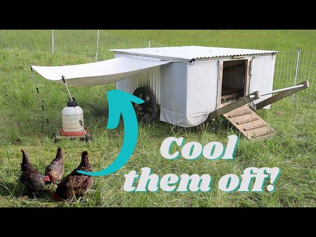 I Built a DIY Shade for My Chickens (they love it)