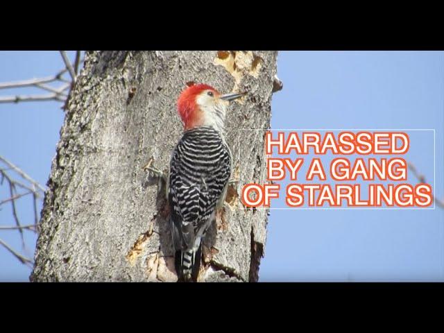 Red-bellied Woodpecker Defends Nest from Starlings--NARRATED