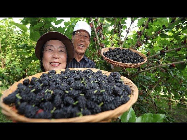 Asian Mulberry Fruit Farm and Harvest - Mulberry Juice Processing - Mulberry Cultivation