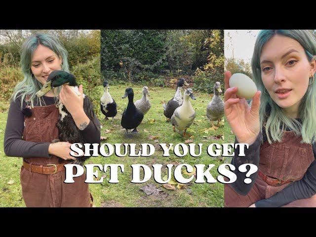 Keeping DUCKS in Your Garden - Everything You Need to Know