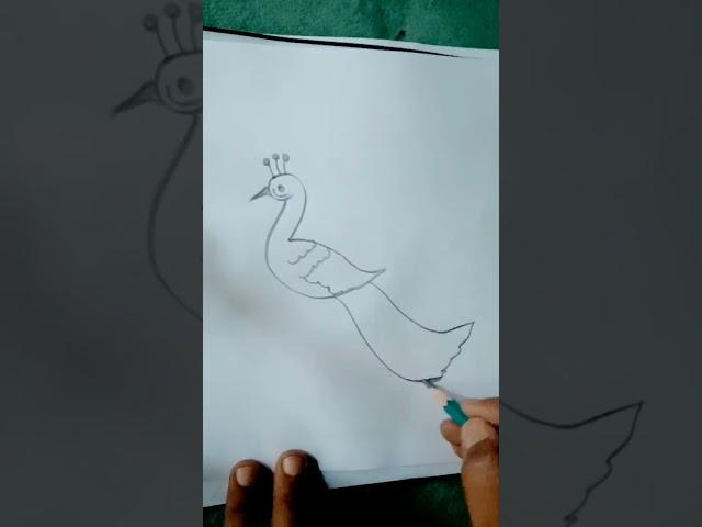 peacock drawing #shorts