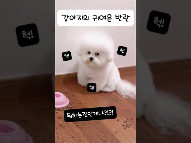 강아지의 귀여운 반란