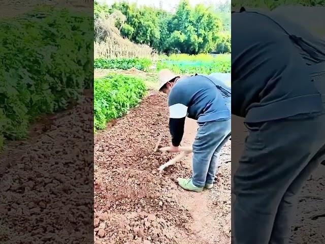 Farmers Work with Double-Headed Tools: Efficient Farming Implements#village #farming #lifestyle