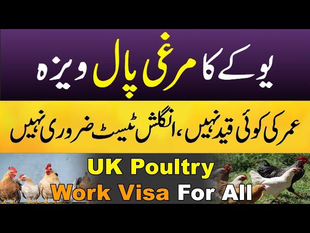 UK Murgi Pal Visa | No IETLS No Age Limit | Minimum Bank Statement | Only 298 Pound Visa Fee #uk