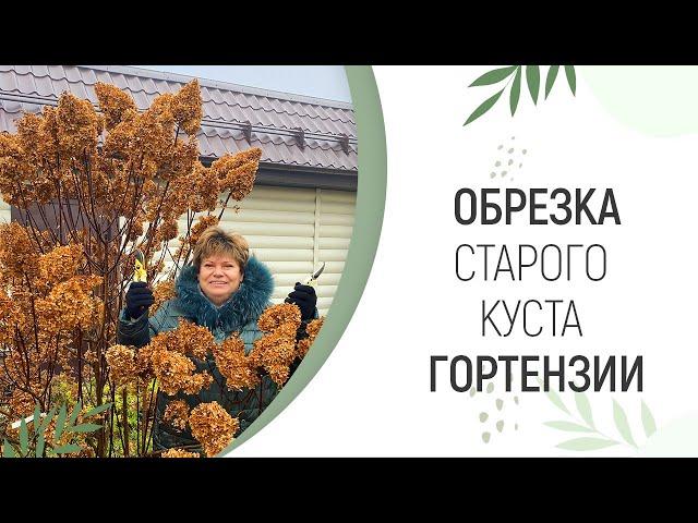 ОБРЕЗКА СТАРОГО КУСТА ГОРТЕНЗИИ