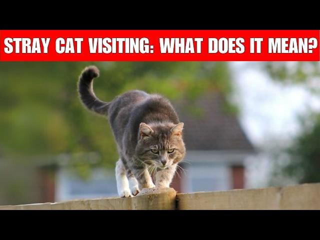 SPIRITUAL meaning of a STRAY cat coming to YOUR house