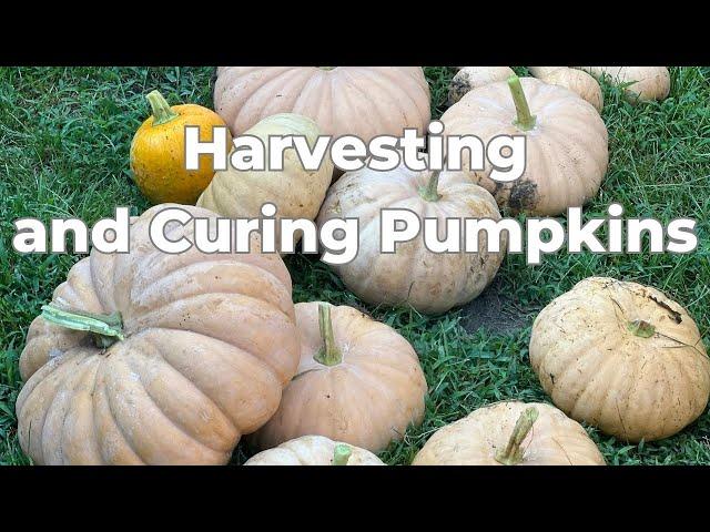 Come Harvest Our Pumpkins With Us!