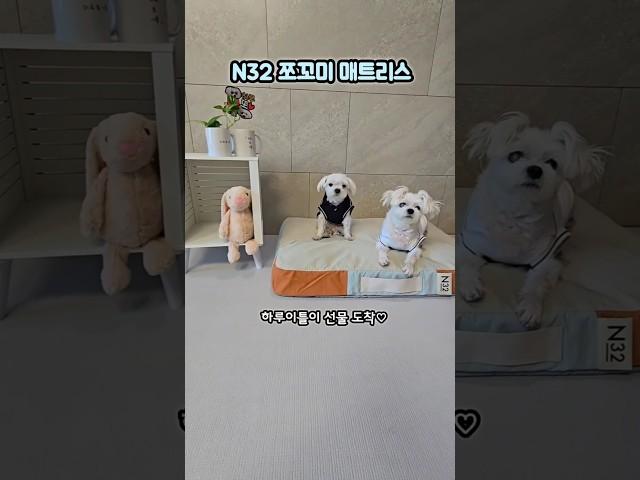 #광고 내 침대 구경할래?? #N32쪼꼬미매트리스 #시몬스 #N32 #펫매트리스 #강아지 #하루또이틀 #cute #dogshorts