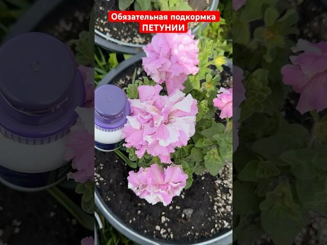 ОБЯЗАТЕЛЬНАЯ ПОДКОРМКА ПЕТУНИИ, поливайте так летом и ПЕТУНИЯ РАЗРАСТЕТСЯ ПЫШНЫМ ШАРОМ