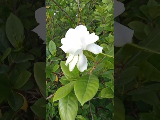 ️