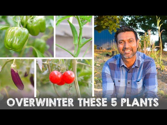 5 Vegetable Plants You Can Overwinter and Grow Next Year