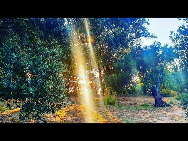 Сеанс Аутотренга ,Волшебный лес