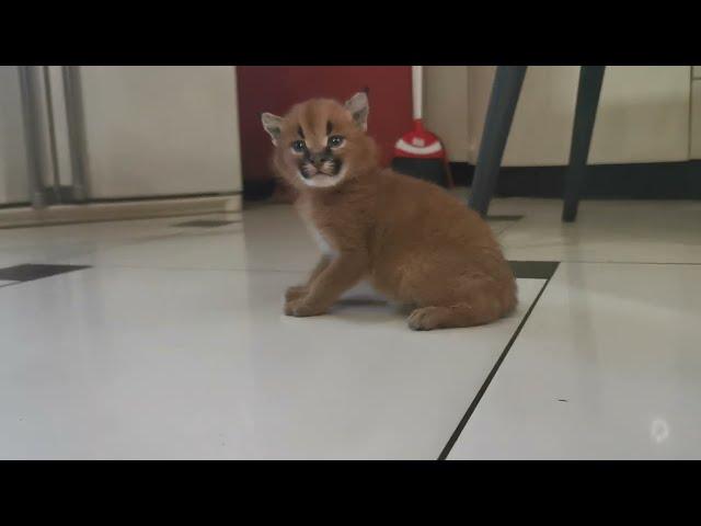 Caracal kitten chirps like a bird